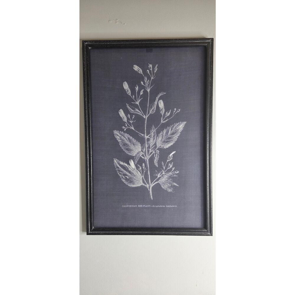 Framed Wall Art Print California Bee Plant